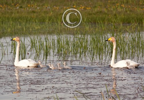 Whooper Swans with Cygnets DM0963